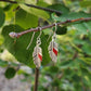 Bad Jenny Fly Earrings